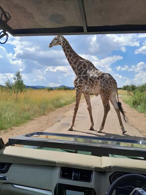 Johannesburg: 3 Hour Pilanesberg National Park Game Drive - Final Thoughts