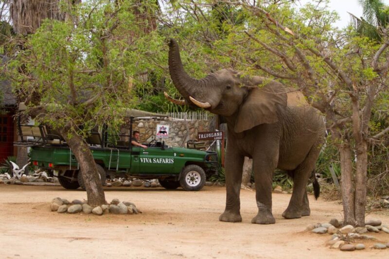 Johannesburg: 4-Day Classic Kruger National Park Safari - Key Points