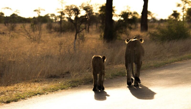 Johannesburg: 4-Day Classic Kruger National Park Safari - FAQ