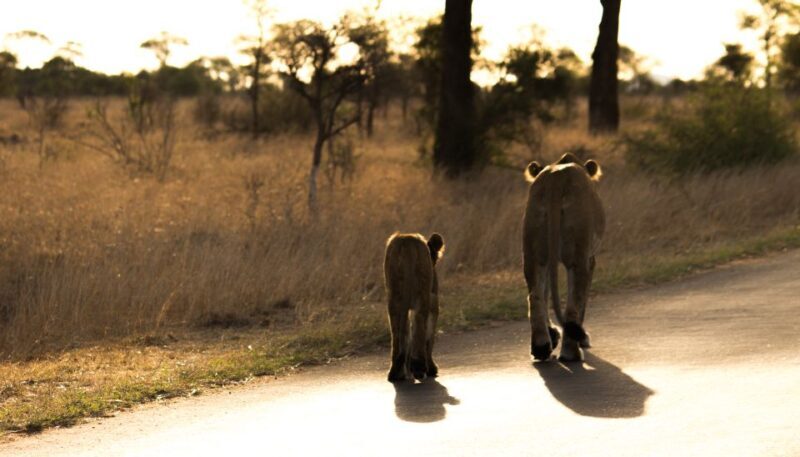 Johannesburg: 6-Day Luxury Kruger National Park Safari - Final Thoughts