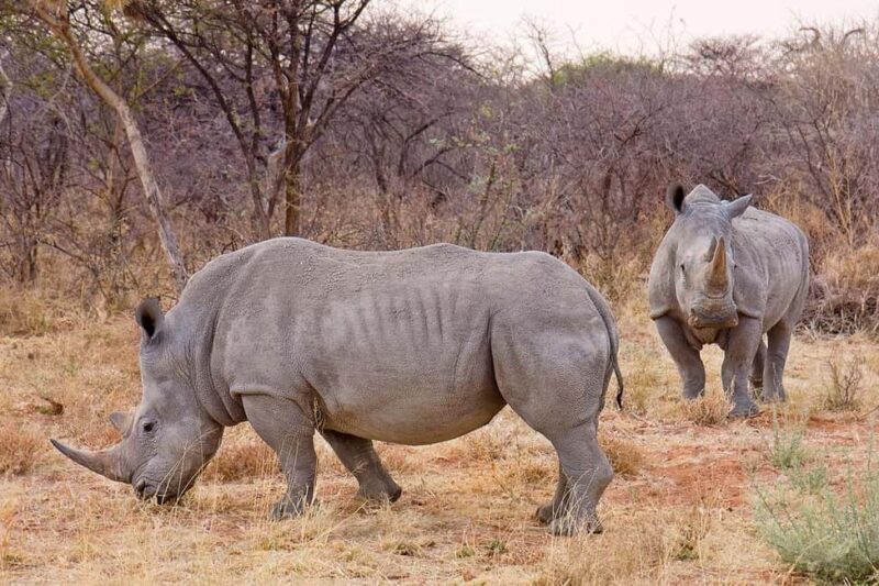 Johannesburg: 9-Day Big 5 Safari & Wetlands Tour - Key Points