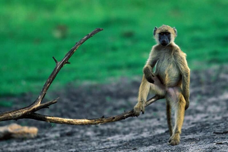 Johannesburg: 9-Day Big 5 Safari & Wetlands Tour - Exploring the Itinerary in Detail