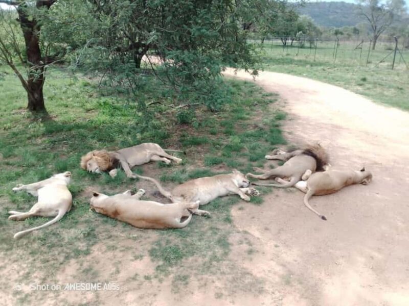 Johannesburg: Cradle of Humankind, Lion Park & Lesedi Tour - Final Thoughts