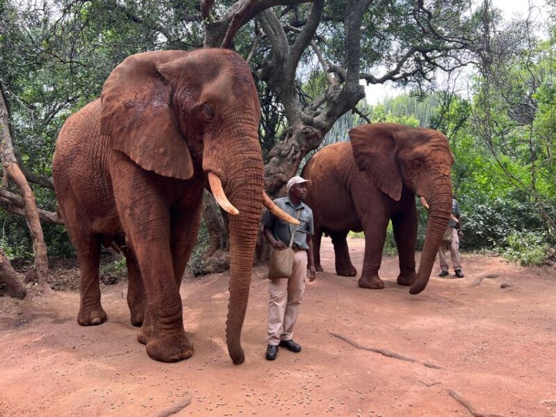 Johannesburg: Elephant and Monkey Sanctuary Half Day Tour - Key Points