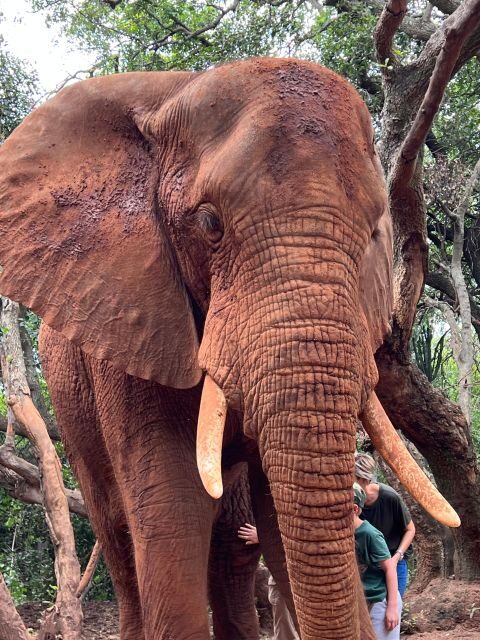 Johannesburg: Elephant and Monkey Sanctuary Half Day Tour - A Close-Up Look at the Tour Itinerary
