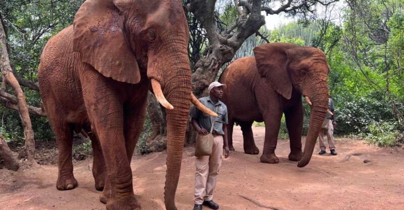 Johannesburg: Elephant and Monkey Sanctuary Half Day Tour - The Experience Provider and Reviews
