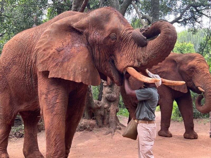 Johannesburg: Elephant and Monkey Sanctuary Half Day Tour - Practical Tips for Visitors