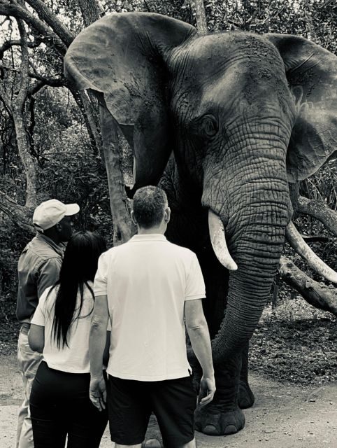 Johannesburg: Elephant and Monkey Sanctuary Half Day Tour - FAQ