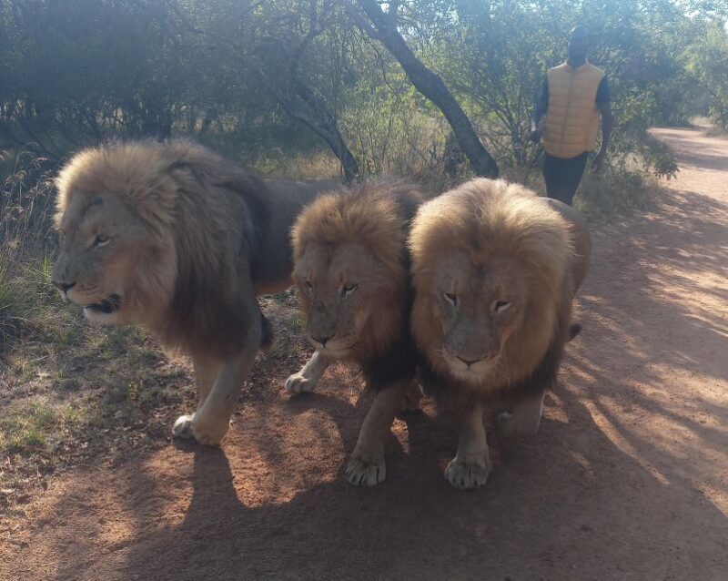 Johannesburg: Guided Walk with Lions in the African Bush - Key Points