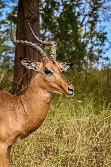 Johannesburg: Guided Walk with Lions in the African Bush - An In-Depth Look at the Experience