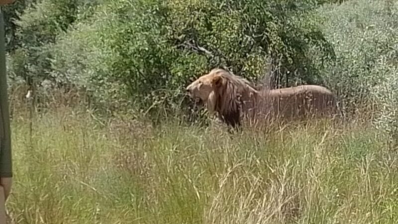 Johannesburg: Guided Walk with Lions in the African Bush - Practical Tips and Considerations