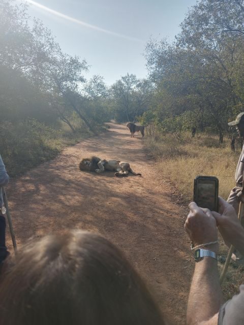 Johannesburg: Guided Walk with Lions in the African Bush - The Experience for Different Travelers