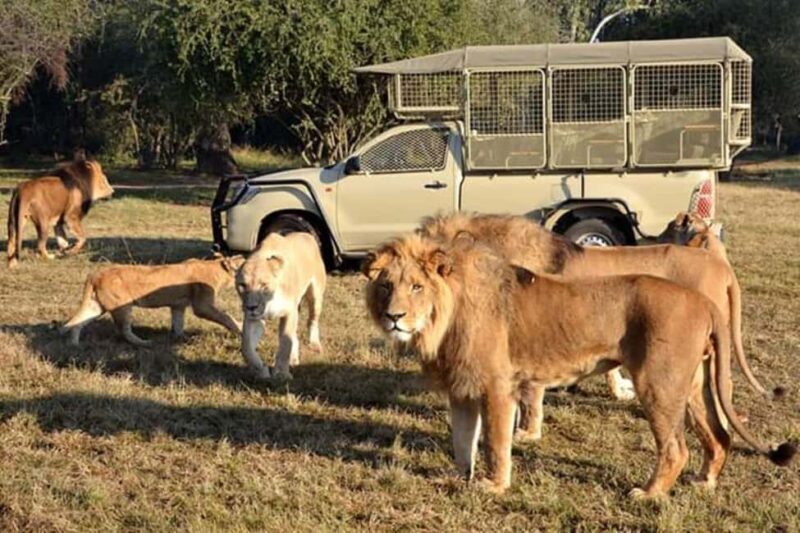 Johannesburg: Lion and Safari Park tour. Pick up Privately - An In-Depth Look at the Johannesburg Lion and Safari Park Tour