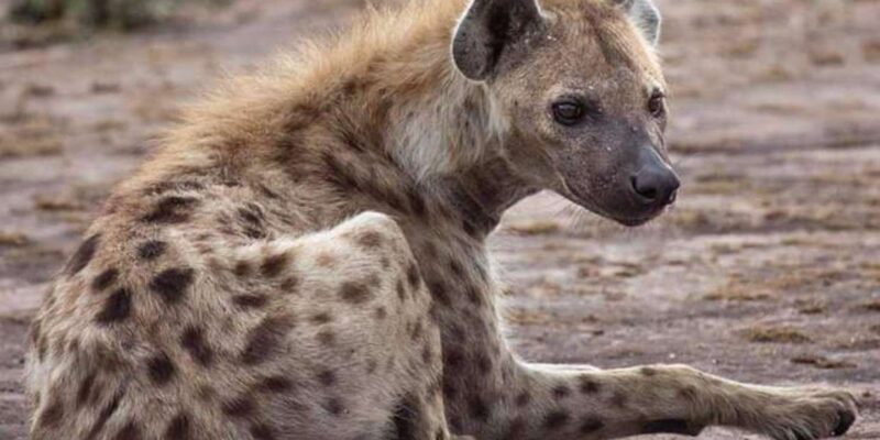 Johannesburg: Lion and Safari Park tour. Pick up Privately - FAQs