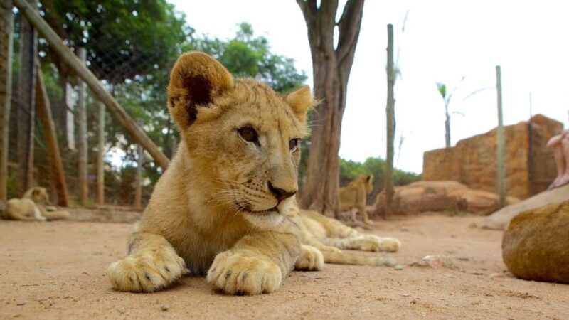 Johannesburg Lion & Safari Park TRANSFER & ENTRANCE INCLUDED - Key Points