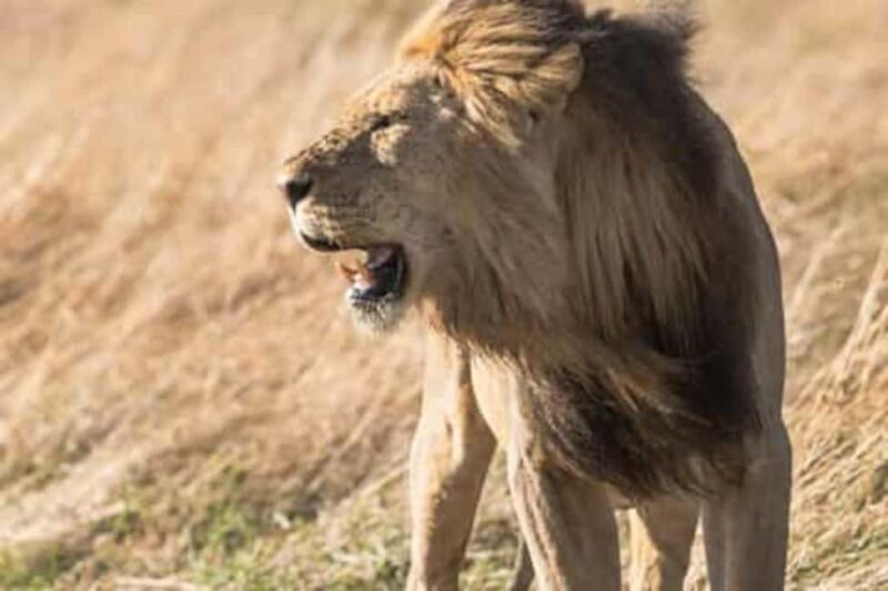 Johannesburg Lion & Safari Park TRANSFER & ENTRANCE INCLUDED - What’s Not Included