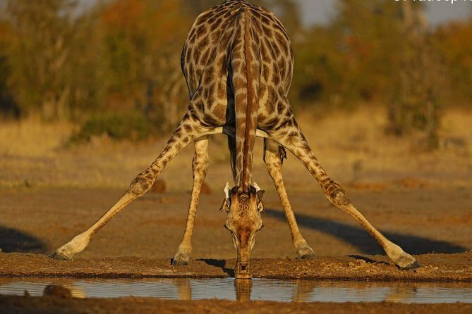 Johannesburg or Gaborone to Maun: 5 Day Rhinos, Diamonds & Okavango Delta Tour - Introduction