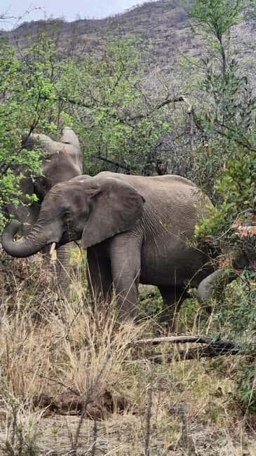 Johannesburg: Pilanesberg Nature Reserve Overnight Safari - Discovering Pilanesberg: A Volcanic Wonder