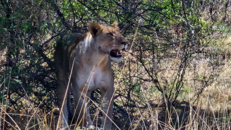 Johannesburg: Pilanesberg Nature Reserve Overnight Safari - Practical Details: What You Need to Know