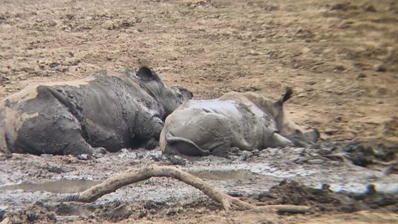 Johannesburg: Pilanesberg Nature Reserve Overnight Safari - FAQ