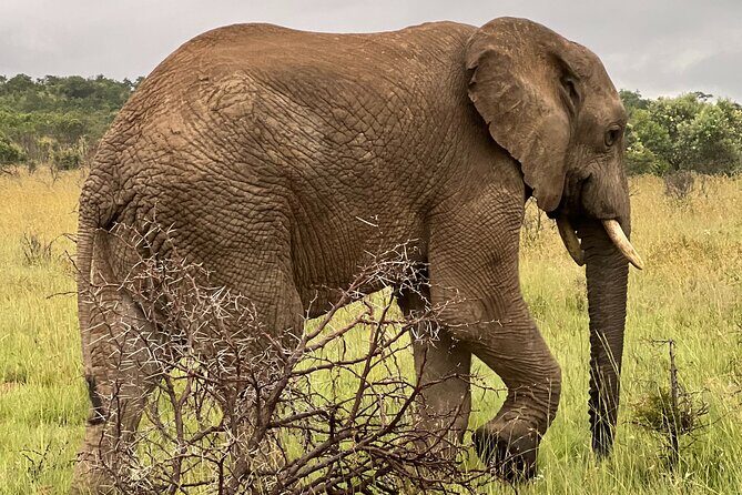 Johannesburg: Private Pilanesberg Park Game Drive Full Day Tour - An In-Depth Look at the Tour Experience