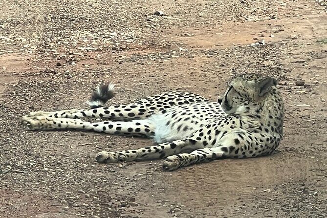 Johannesburg: Private Pilanesberg Park Game Drive Full Day Tour - Final Thoughts