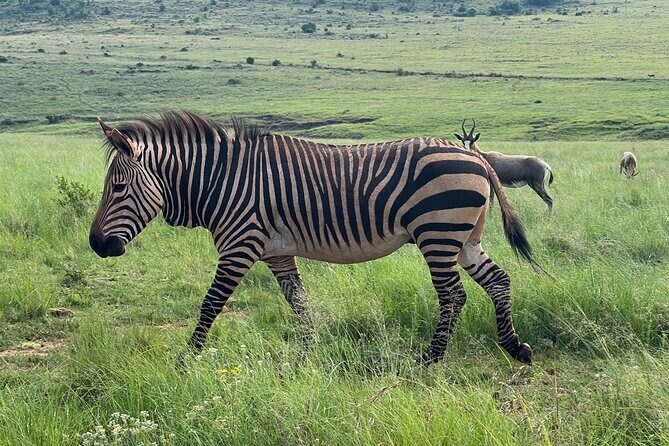Johannesburg: Private Pilanesberg Park Game Drive Full Day Tour - FAQ