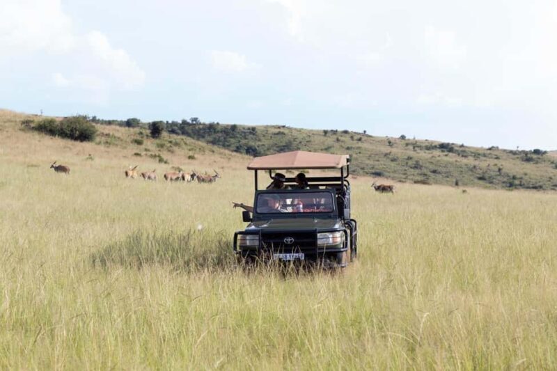 Johannesburg: Rhino and Lion Nature Reserve Safari - Key Points