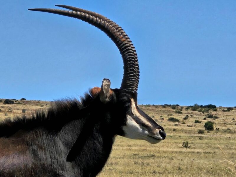 Johannesburg: Rhino and Lion Park Safari and Maropeng Museum - Why This Tour Offers Great Value
