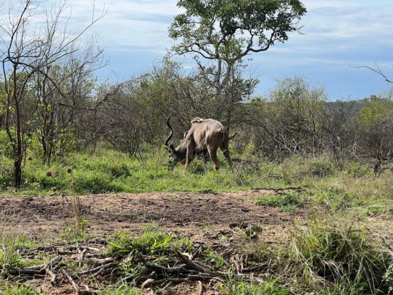 Johannesburg Safari Day Tour - Pilanesberg Big 5 Adventure - Who Will Love This Experience?