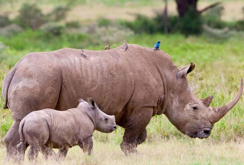 Johannesburg: Soweto, Dinokeng Culture and Wildlife Day Trip - The Sum Up: Who Should Consider This Tour?