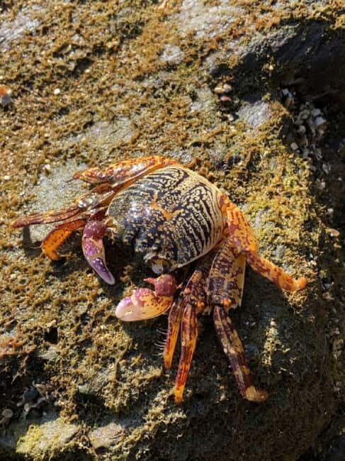Johor: Desaru Beach Life and Tidepool Discovery - Key Points