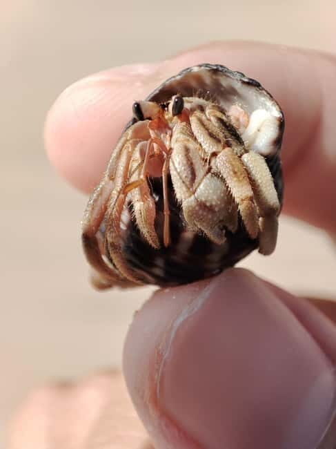 Johor: Desaru Beach Life and Tidepool Discovery - An In-Depth Look at the Tidepool Discovery Tour