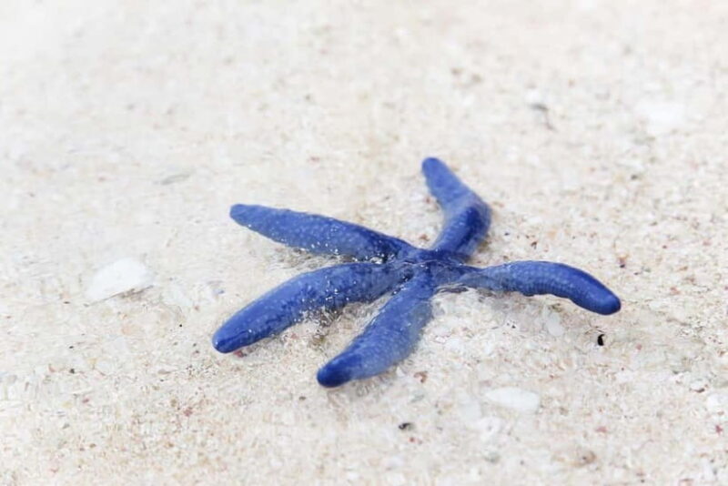 Johor: Desaru Beach Life and Tidepool Discovery - The Value of the Experience