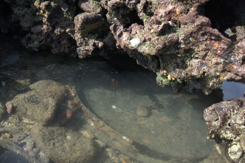 Johor: Desaru Beach Life and Tidepool Discovery - Who Should Sign Up?