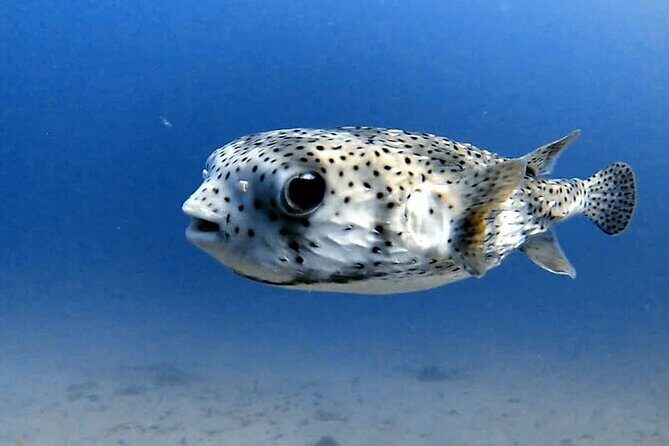 Join us for your first bubbles ! - Why This Tour Works for First-Time Divers