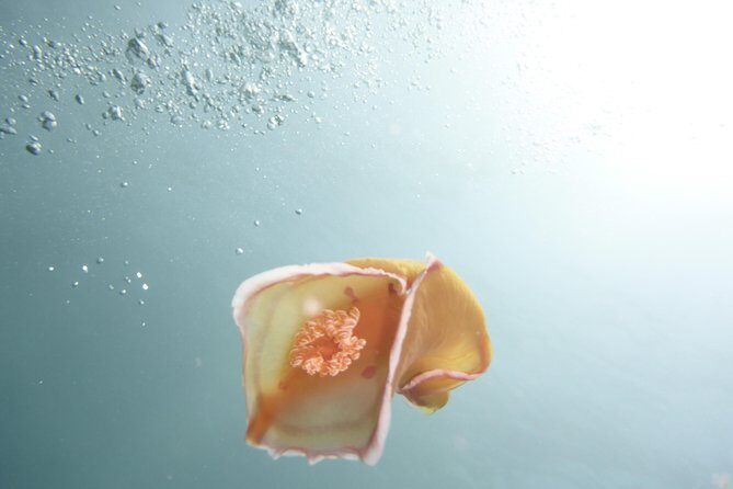 Join us for your first bubbles - What to Expect from the Mauritius Scuba Tour