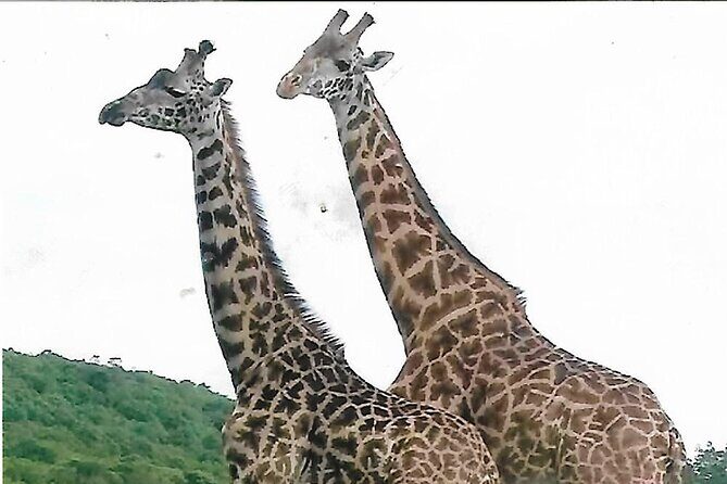 Joining Safari from Mwanza - Introduction to the Serengeti Safari from Mwanza