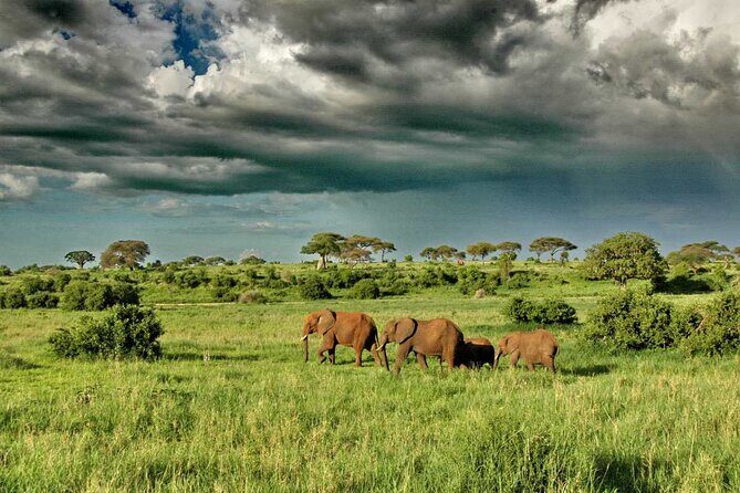 Joining Safari from Mwanza - Why Travelers Love It: Authentic Experiences & Expert Guidance