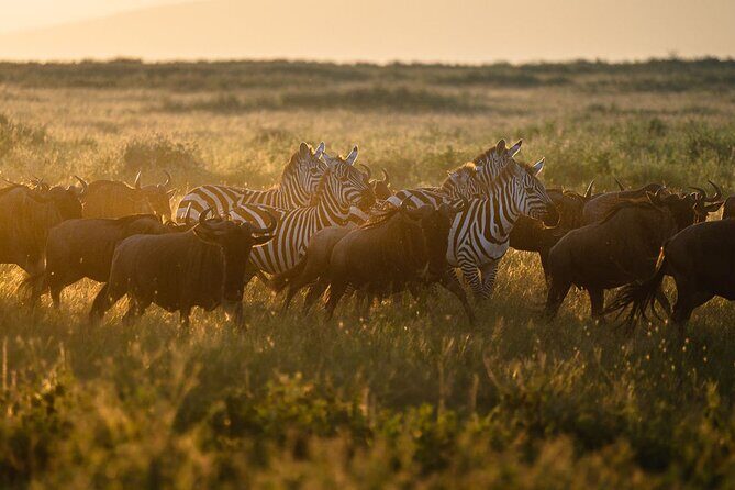 Joining Safari from Mwanza - Final Thoughts: Is This Safari Right for You?