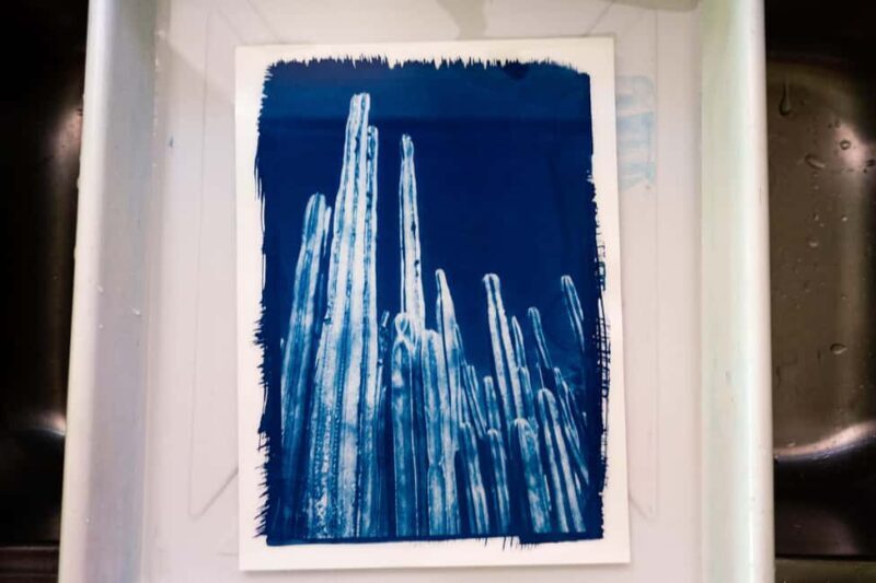 Joshua Tree: Cyanotype Sunprint Workshop - What to Expect from the Cyanotype Sunprint Workshop