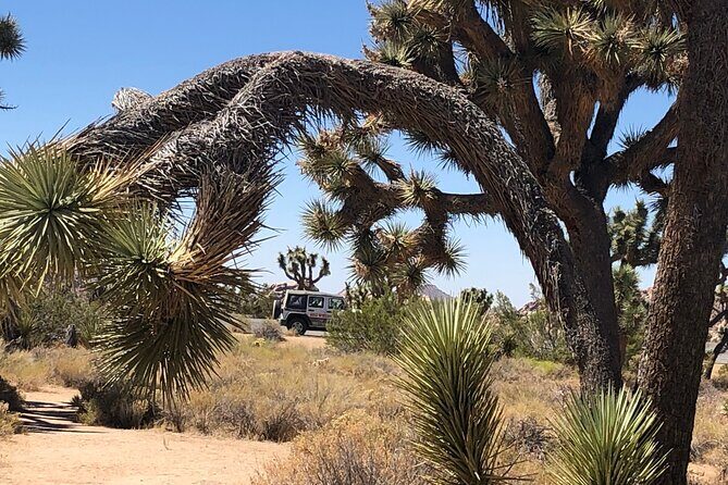 Joshua Tree National Park Driving Tour - FAQs