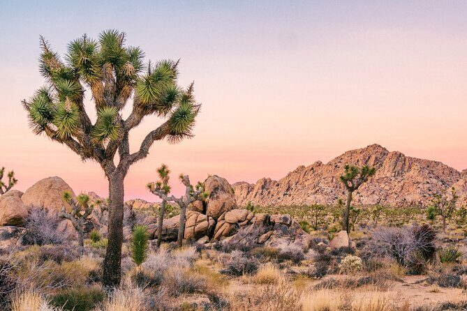 Joshua Tree National Park Self-Guided Driving Audio Tour - Is This Tour Right for You?