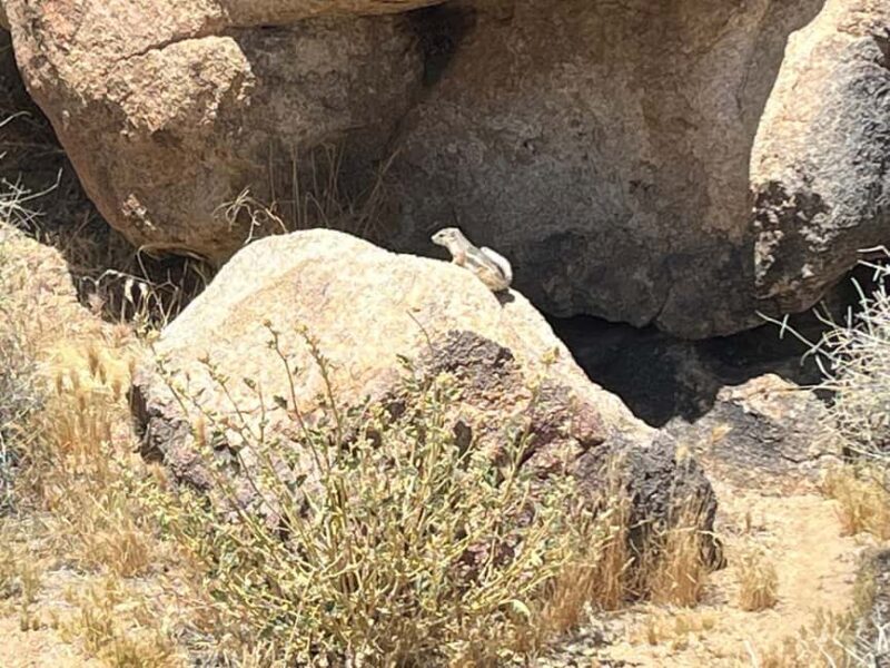 Joshua Tree National Park Tours | Private Tour (Max 10) - Who this tour is perfect for