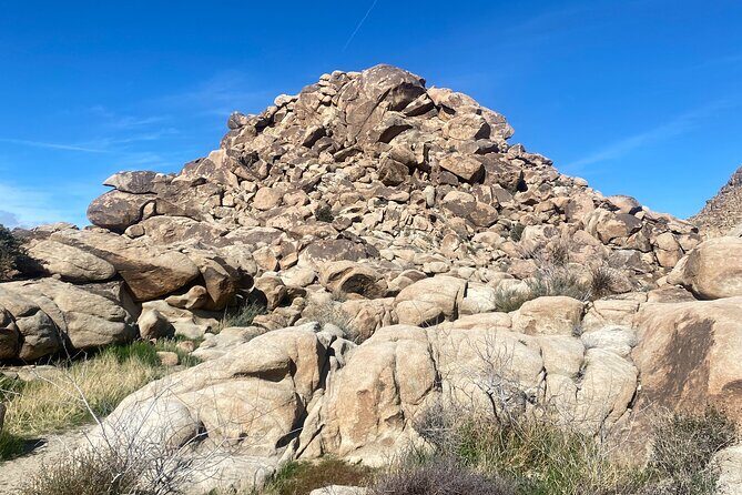 Joshua Tree Natural Wonders Walk: Plants, Animals and Rocks - An In-Depth Look at the Experience