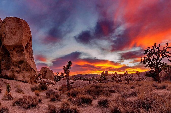 Joshua Tree, Richard Nixon Library and Museum Day Tour from LA - Whats Included and Whats Not