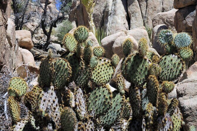 Joshua Tree's Hidden Valley Self-Guided Walking Tour - Authentic Perspectives from Travelers