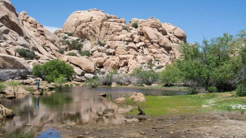 Journey into Joshua Tree: Audio Driving Tour and Local Guide - What makes this tour appealing?