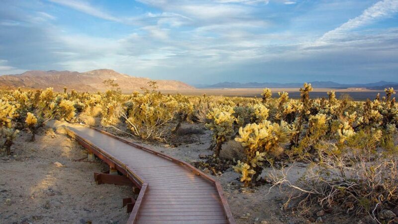 Journey into Joshua Tree: Audio Driving Tour and Local Guide - Who Should Consider This Tour?