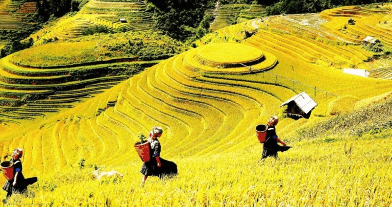 Journey Through Sapa Terraces & Traditions - Detailed Review of the Tour Experience